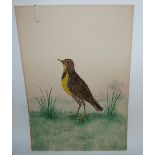 A feather picture of a Meadow Lark and Turtle Dive with watercolour background, 51 x 36cm (2)
