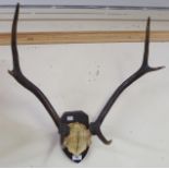 A set of antlers Condition Report: Available upon request