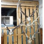 Four pairs of antlers (4) Condition Report: Available upon request