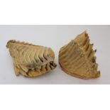 TWO SECTIONS OF MAMMOTH TEETH 25.5cm and 20cm wide (2) Condition Report: Available upon request