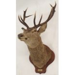TAXIDERMY STAGS HEAD WITH TWELVE POINTS mounted on a stained shield, label reads, G Bishop,