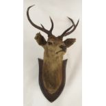 TAXIDERMY STAGS HEAD WITH EIGHT POINTS mounted on a pine shield, 128cm high and 70cm wide