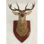 TAXIDERMY STAGS HEAD WITH TWELVE POINTS mounted on a stained shield, 81cm across and 72cm high