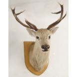TAXIDERMY STAGS HEAD WITH FOURTEEN POINTS mounted on a stained shield, 82cm wide and 76cm high