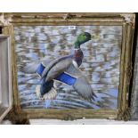 RALSTON GUDGEON RSW Mallard duck rising, signed, gouache on canvas, 51 x 61cm Condition Report: