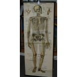 A German anatomical skeleton poster, 153 x 57cm, cattle poster and two Glasgow Trams destination