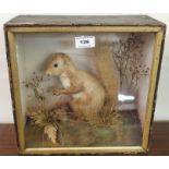 A taxidermy of a red squirrel in case Condition Report: Available upon request