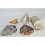 A small collection of shells and minerals Condition Report: Available upon request