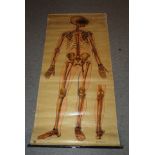 A vintage St John's anatomical poster and a First Aid Dislocation Chart (2) Condition Report: