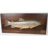 A MODERN RESIN BROWN TROUT on hardwood plaque, with brass plaque inscribed Brown Trout, Aged 10