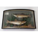 A MID-20TH CENTURY TAXIDERMY DISPLAY OF TROUT taken by J Dyce, River Test, Beat II, Leckford, May