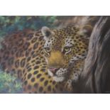 •JOEL KIRK (BRITISH B. 1948) LEOPARD Pastel, signed, 58 x 82cm (23 x 32 1/4") Condition Report: