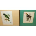 AFTER GOULD AND HULLMANDEL Ornithological prints,of parrots, 23 x 16cm (12) Condition Report: