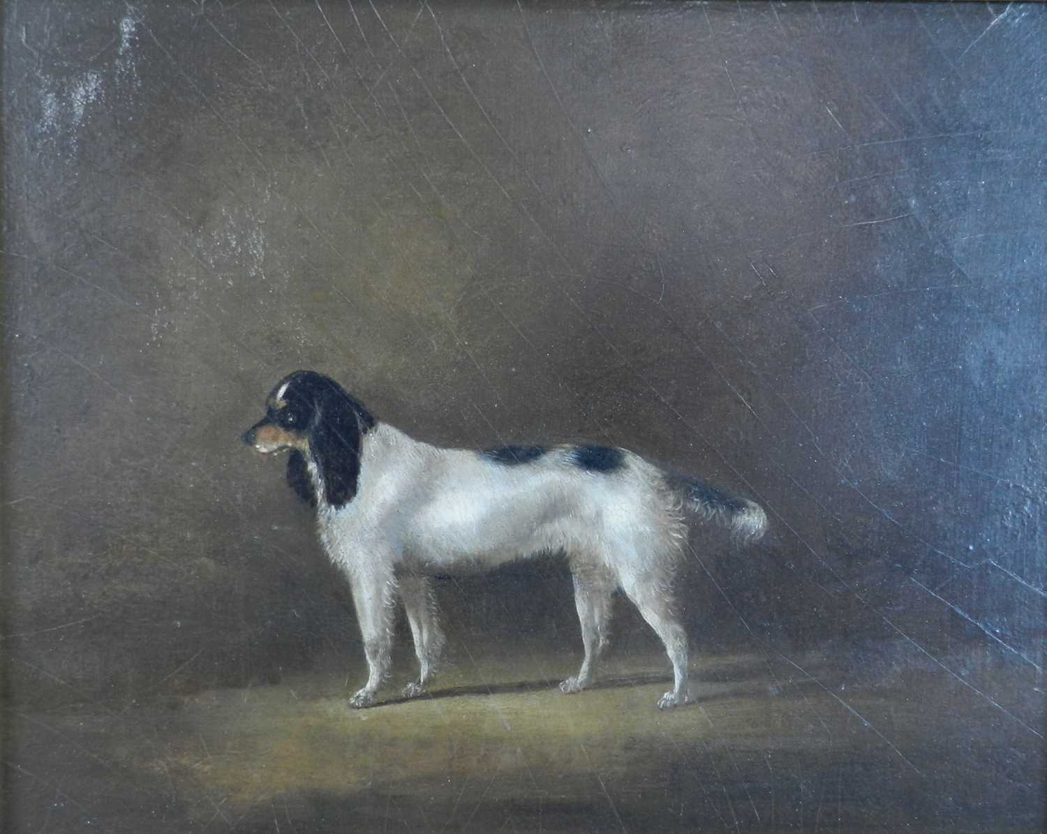 British School (19th Century) Springer Spaniel