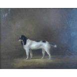 British School (19th Century) Springer Spaniel