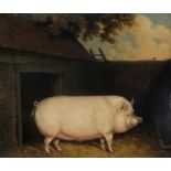 Edwin M Fox, Pig, oil on board