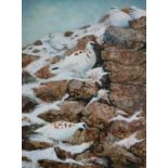 Teresa Davis (British Contemporary), Birds on snow capped rocks