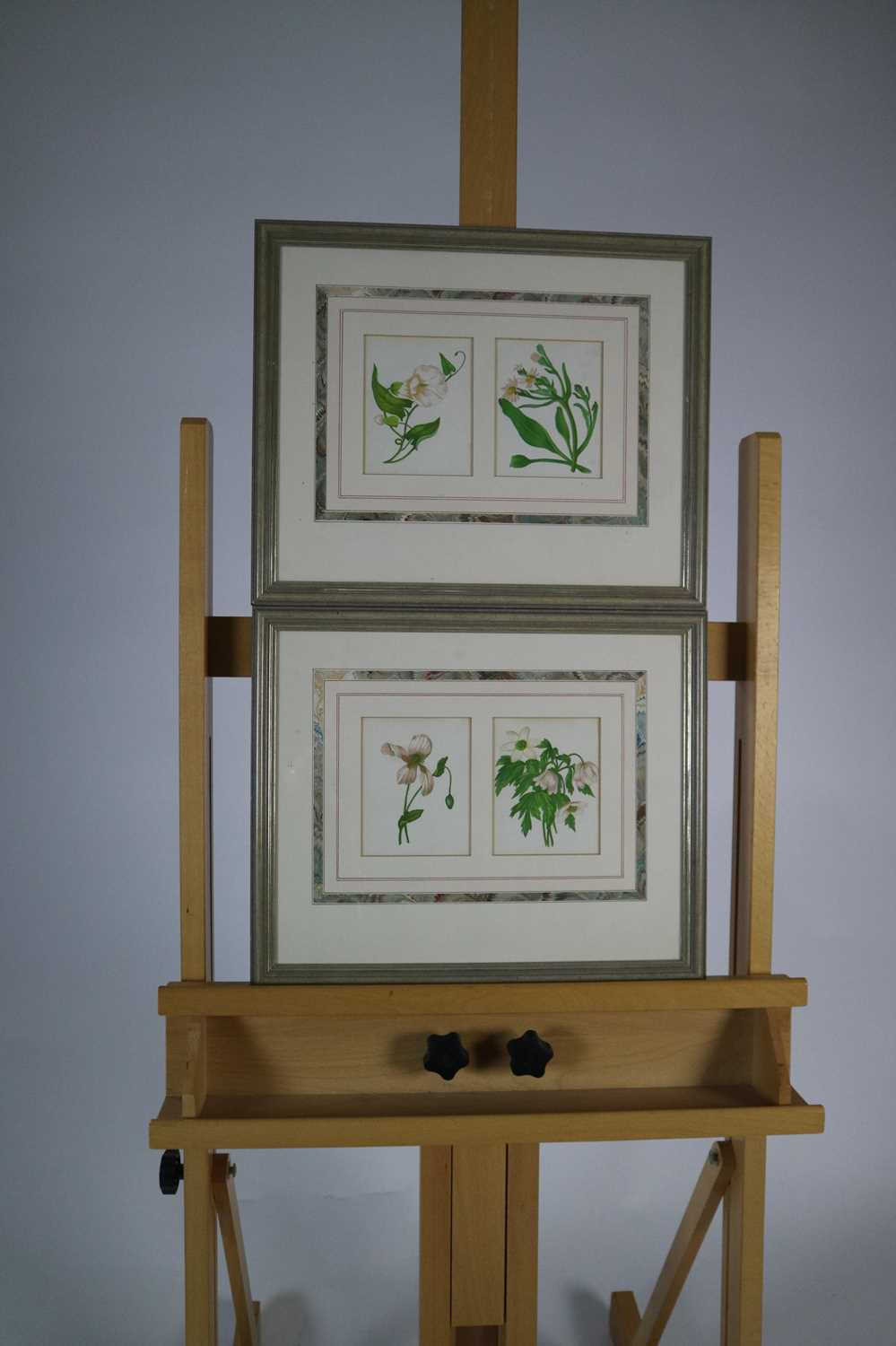 A Group of Botanical prints - Image 4 of 5