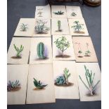 A COLLECTION OF WATERCOLOURS, study of succulents, cactus etc. 50 cm x 32 cm. (qty)