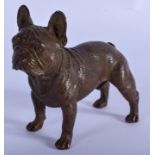 A COLD PAINTED BRONZE FRENCH BULLDOG. 8 cm x 7 cm.