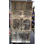 A VINTAGE EUROPEAN ANATOMICAL SKELETAL AND MUSCULAR HANGING SCROLL. 145 cm x 66 cm