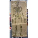 A VINTAGE EUROPEAN ANATOMICAL SKELETON HANGING SCROLL. 160 cm x 67 cm.