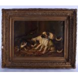 A LARGE 19TH CENTURY EUROPEAN OIL ON CANVAS Hounds playing with a scorn cat, signed. Image 61 cm x