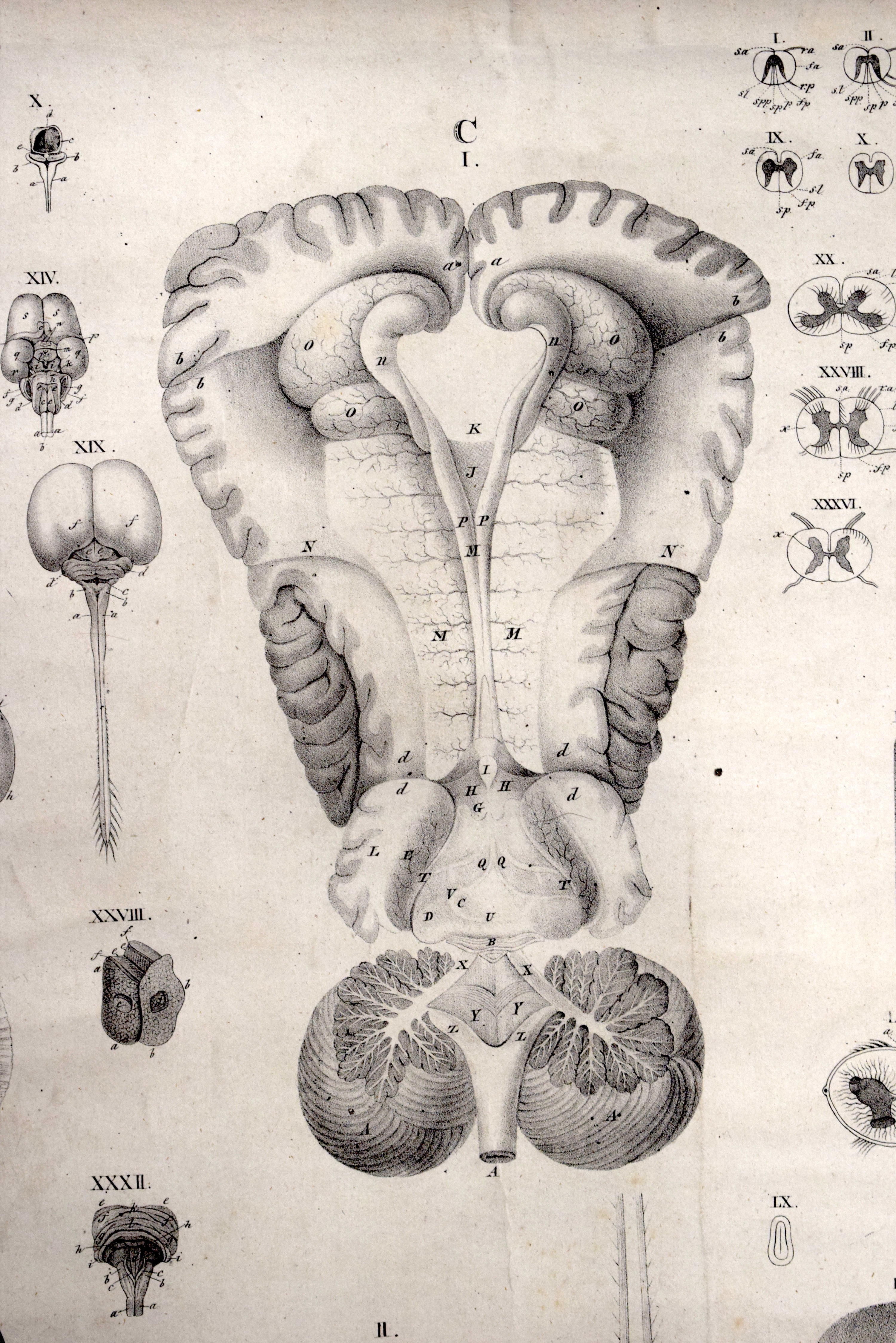 A VINTAGE EUROPEAN ANATOMICAL SKELETON SKULL BRAIN HANGING SCROLL. 145 cm x 65 cm. - Image 2 of 3