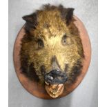 A VICTORIAN TAXIDERMY AFRICAN WILD BOAR. 28 cm x 35 cm.