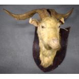 A VICTORIAN TAXIDERMY WILD MOUNTAIN GOAT. 28 cm x 35 cm.