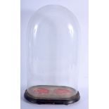A VICTORIAN GLASS DOME.. Base is 45 cm x 17 cm. Glass is 43 x 24 x 14cm