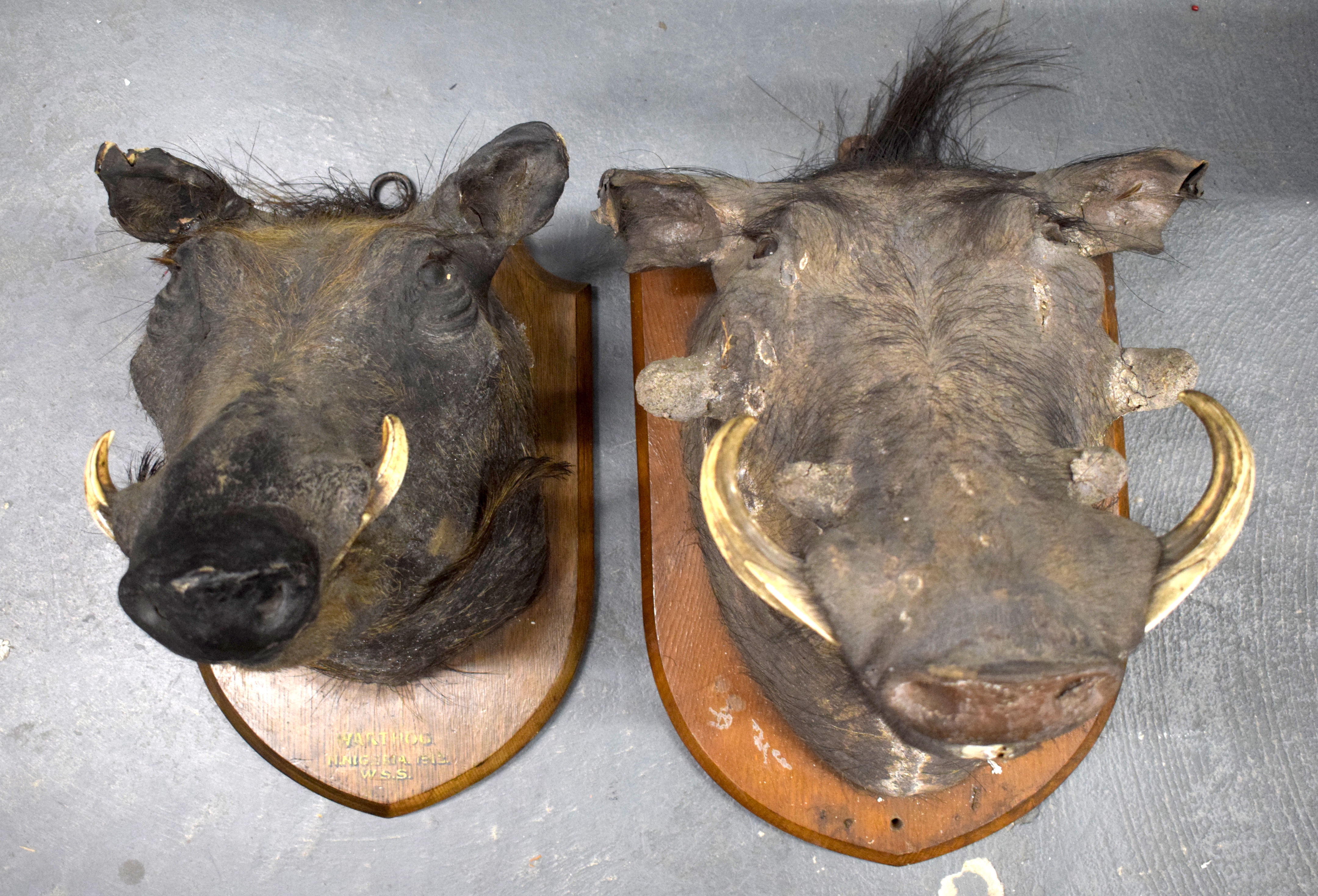 A PAIR OF VICTORIAN TAXIDERMY NORTH NIGERIAN WARTHOGS. 28 cm x 35 cm.