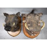 A PAIR OF VICTORIAN TAXIDERMY NORTH NIGERIAN WARTHOGS. 28 cm x 35 cm.