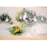 DAVID SHEPHERD FRAMED PRINT, signed in pencil, “Muscovy Ducks”. 25 cm x 39 cm.