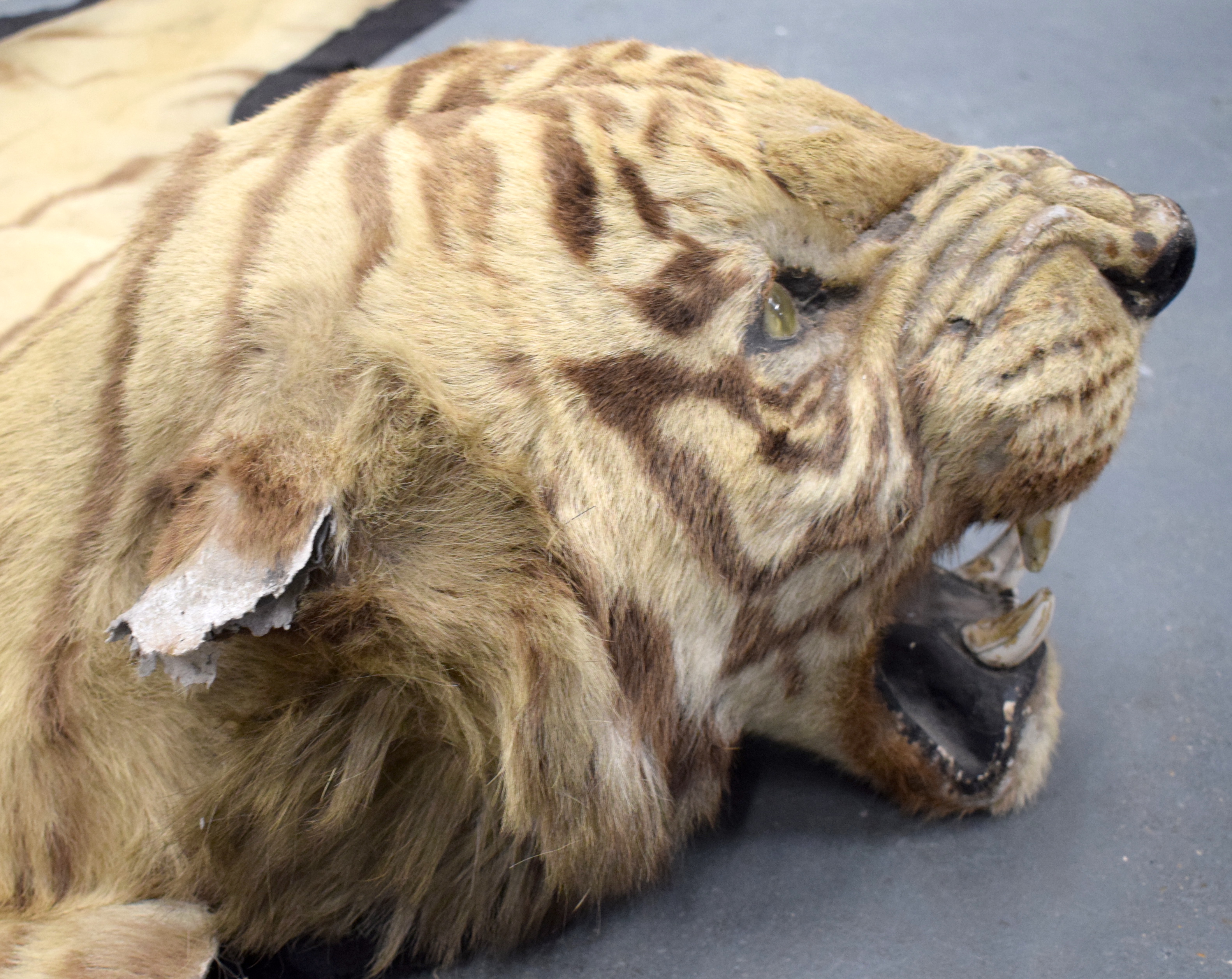 AN EDWARDIAN INDIAN VAN INGEN & VANN INGEN SOUTH INDIAN TIGER SKIN. 190 cm x 230 cm. - Image 3 of 12