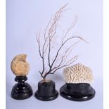 THREE EDWARDIAN CORAL AND AMMONITE SPECIMENS. (3)