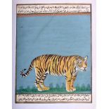 A FINE 19TH CENTURY PERSIAN IRANIAN ILLUMINATED MANUSCRIPT depicting a standing tiger amongst calli