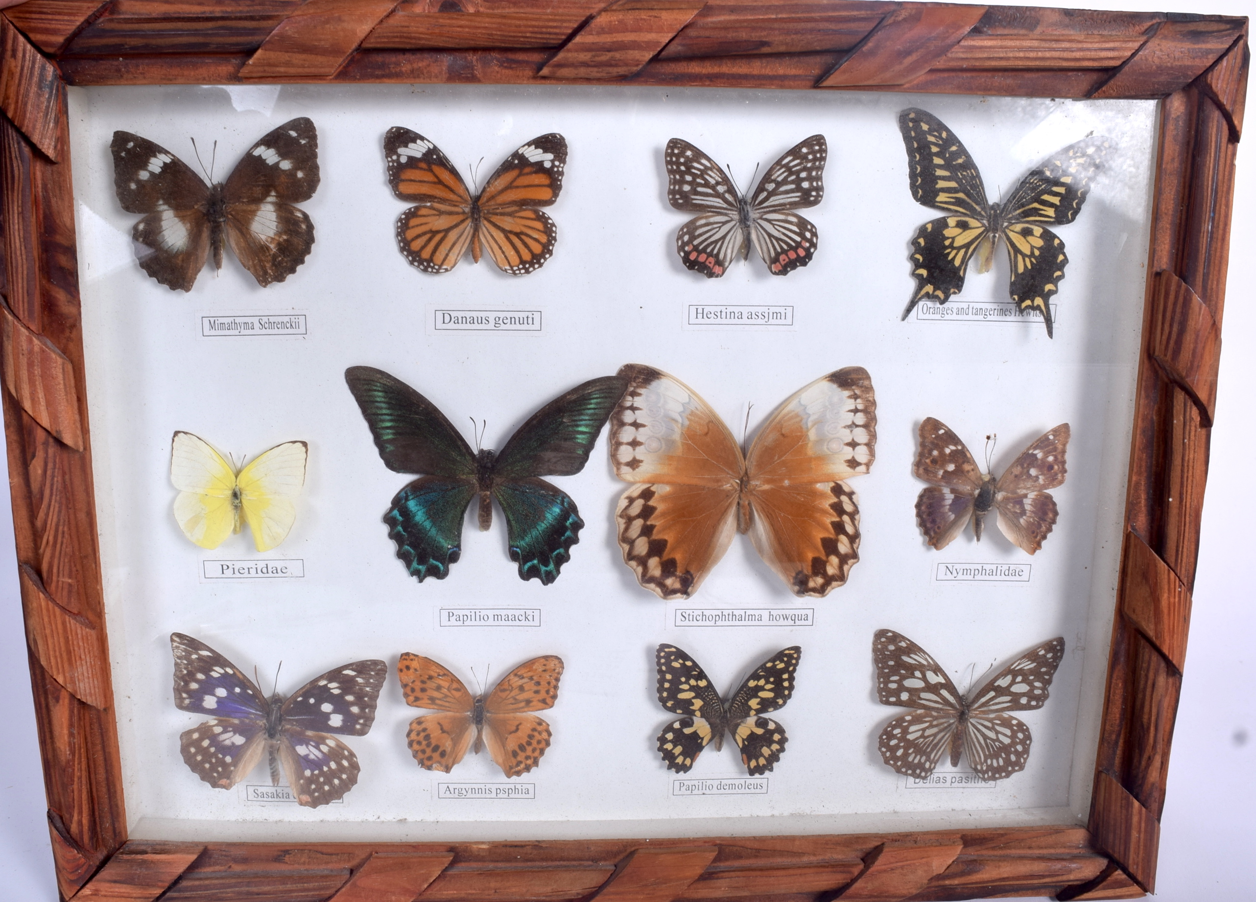 A FRAMED BUTTERFLY TAXIDERMY DISPLAY, containing various species. 28.5 cm x 38 cm.