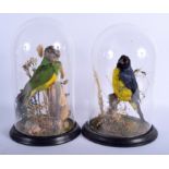 A PAIR OF VICTORIAN TAXIDERMY BIRDS within glass domes. Bird 26 cm x 12 cm.