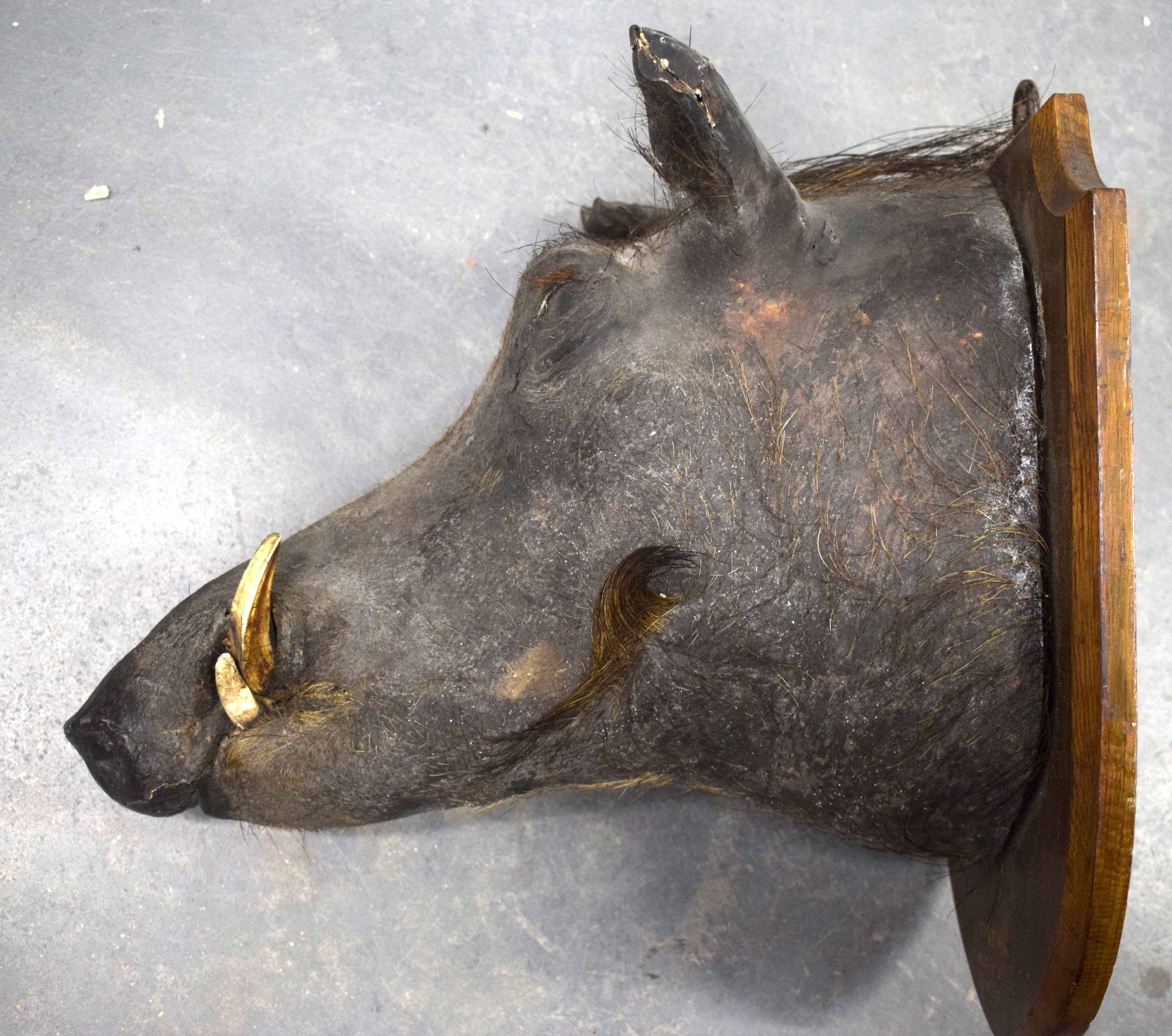 A PAIR OF VICTORIAN TAXIDERMY NORTH NIGERIAN WARTHOGS. 28 cm x 35 cm. - Image 3 of 5