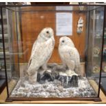 A MAGNIFICENT PAIR OF TAXIDERMY LATE VICTORIAN/EDWARDIAN SNOWY OWLS Attributed to Peter Spicer, res