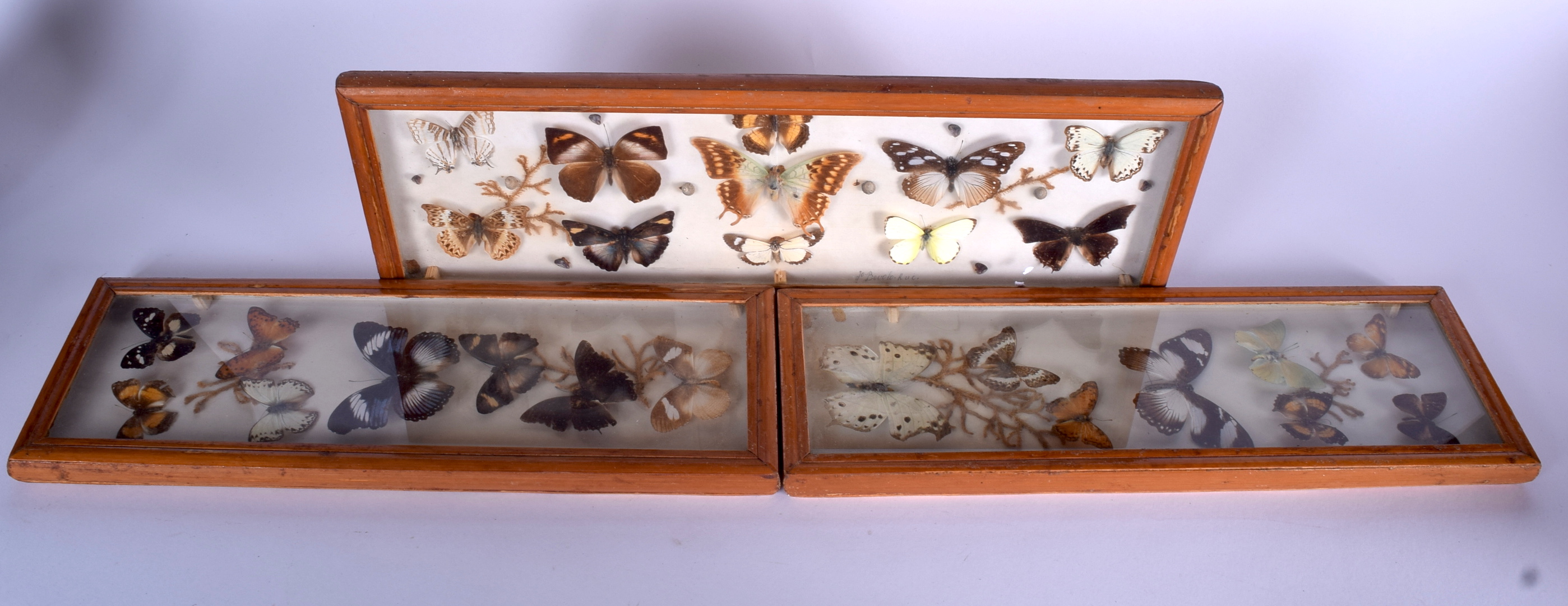 THREE CASED BUTTERFLY TAXIDERMY DISPLAY, various species. Largest 14 cm x 44 cm.