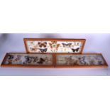 THREE CASED BUTTERFLY TAXIDERMY DISPLAY, various species. Largest 14 cm x 44 cm.