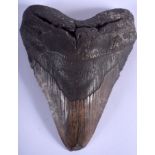 A LARGE PREHISTORIC FOSSILISED MEGALODON SHARK 'BIG TOOTH'. 11 cm x 14 cm.