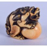 AN 18TH CENTURY JAPANESE EDO PERIOD CARVED IVORY NETSUKE modelled as a shishi dog. 3 cm x 2.5 cm.