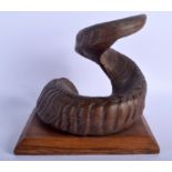 A RAM HORN, mounted upon a plinth. 22 cm x 20 cm.