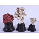 THREE VINTAGE CORAL SPECIMENS (3)