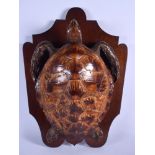 A GOOD VICTORIAN TORTOISE TAXIDERMY SPECIMEN modelled upon a shaped plinth. 60 cm x 40 cm.