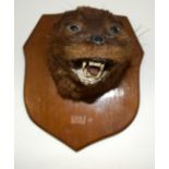 A 1950S TAXIDERMY RIVER OTTER. 15 cm x 18 cm.