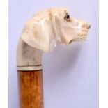 A 19TH CENTURY CONTINENTAL CARVED IVORY DOG HEAD PARASOL. 56 cm long.